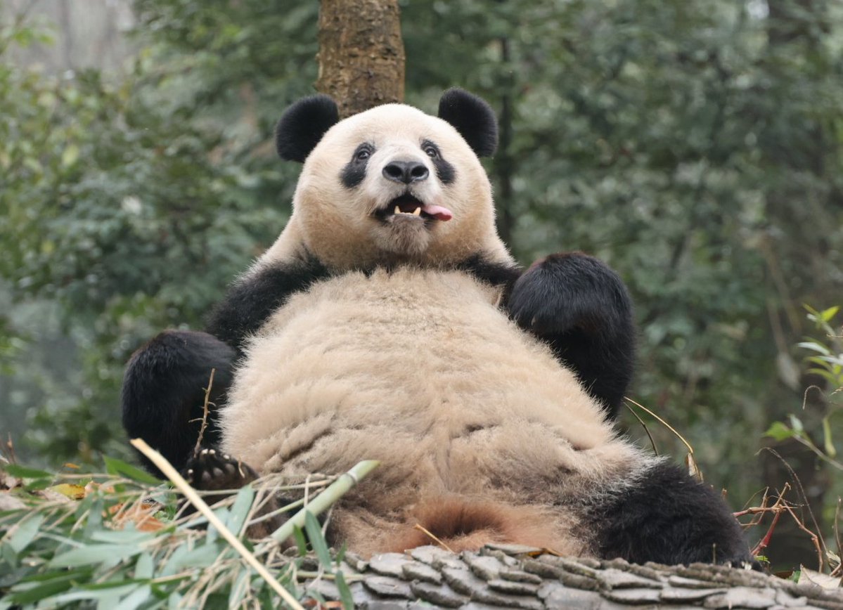 ほのか🐼Honoka (@pandatype) / Posts / X