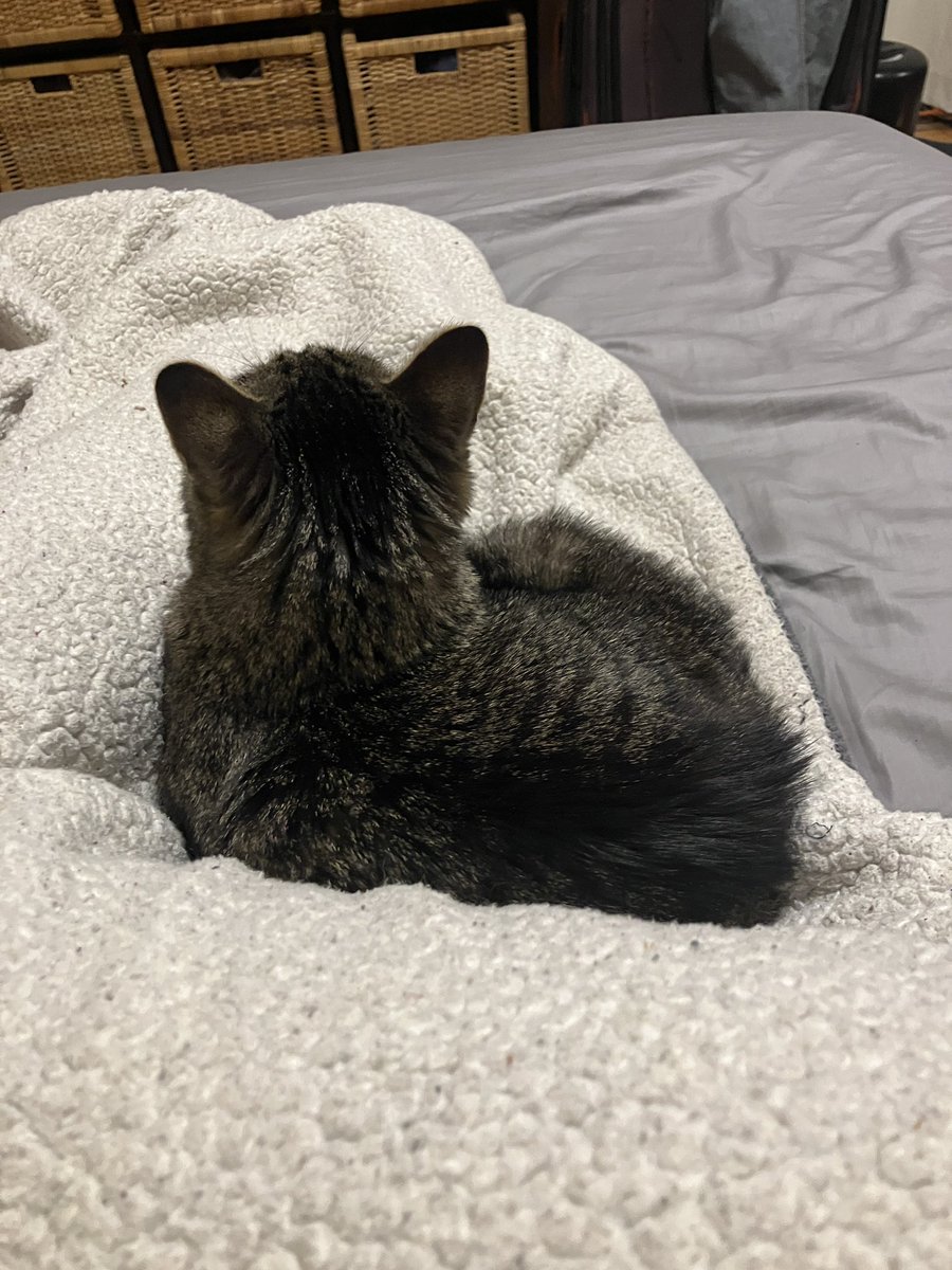 McKenzie Watson-Fore tweet media