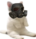 CSVCcoin's tweet photo. catsittingverycomfortablewithagasmask https://t.co/ETNVnfrQKN