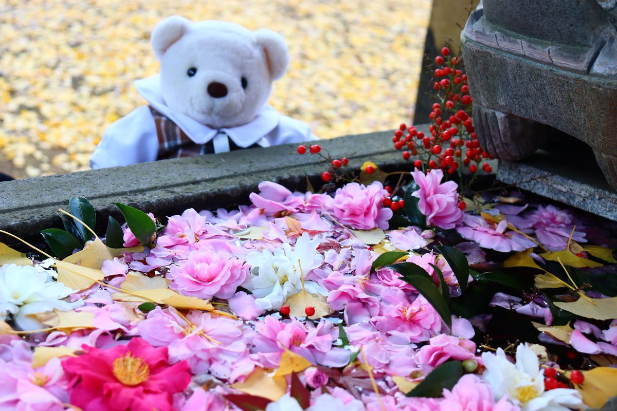 花手水？
#くまのぽー #ぬいぐるみ