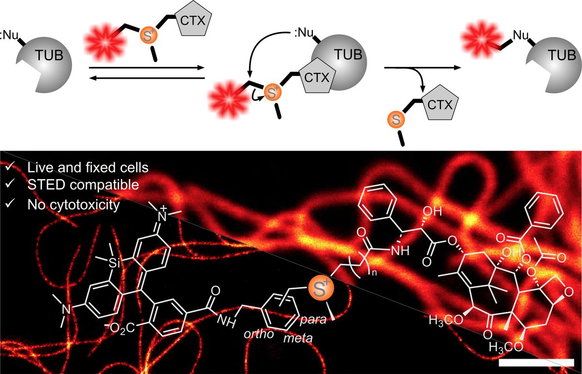 Chromatin labeling and imaging tweet media