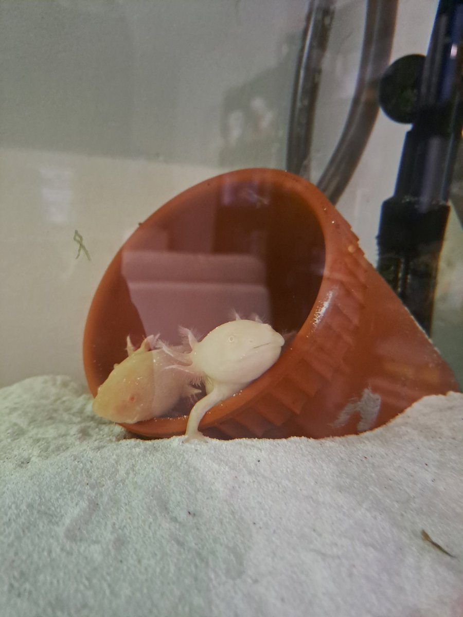 Misstrognon's tweet image. Ils sont maintenant 2 !!