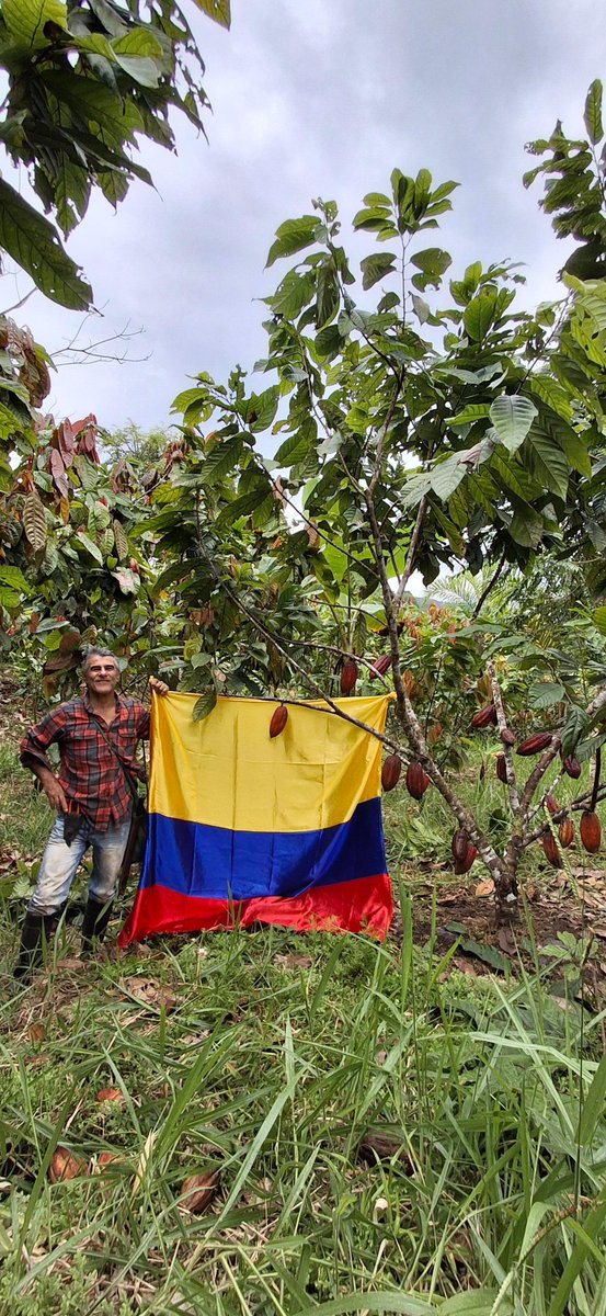 #SomosFedecacao Llegamos al cultivo de Rubén Darío Piedrahita,🧑‍🌾 en Puerto Guzmán, Putumayo, donde el Fondo Nacional del Cacao continúa impulsando la productividad y la sostenibilidad del cultivo de cacao, fortaleciendo el desarrollo de nuestras regiones.💚