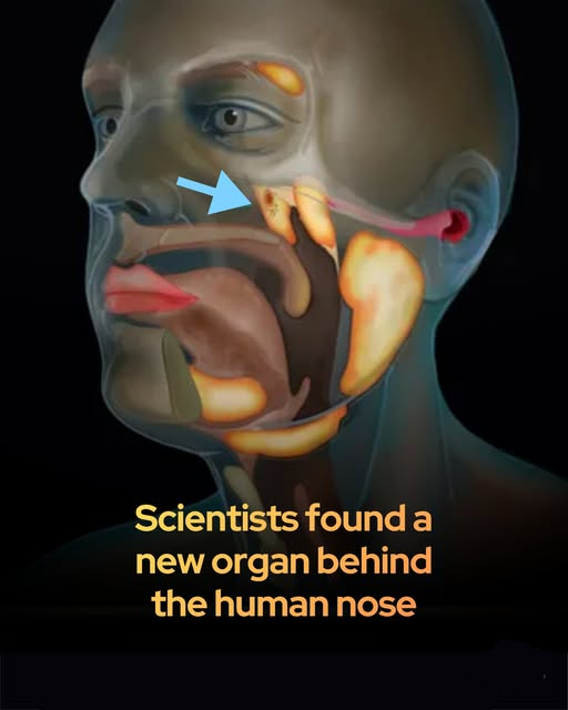 A new organ has been found behind your nose.

For centuries, every anatomy textbook swore there were only three pairs of major salivary glands. Turns out the books were wrong — and the missing ones were hiding in plain sight.

In 2020, Dutch researchers scanning head-and-neck
