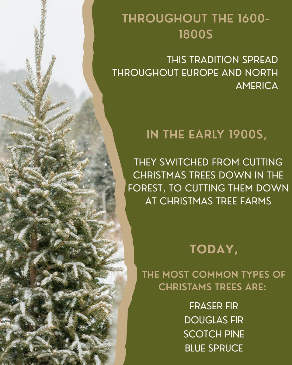 FiberMaxCenter's tweet image. Happy #FarmerFriday everyone! 

With Christmas approaching, lets take a look at one of the most common decorations, the Christmas tree. 

What type of tree do you use in your house? 

#FCFD #Tree #AgEducation #History #Christmas