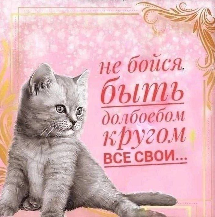 cats, i love cats (@catsilcats) on Twitter photo 