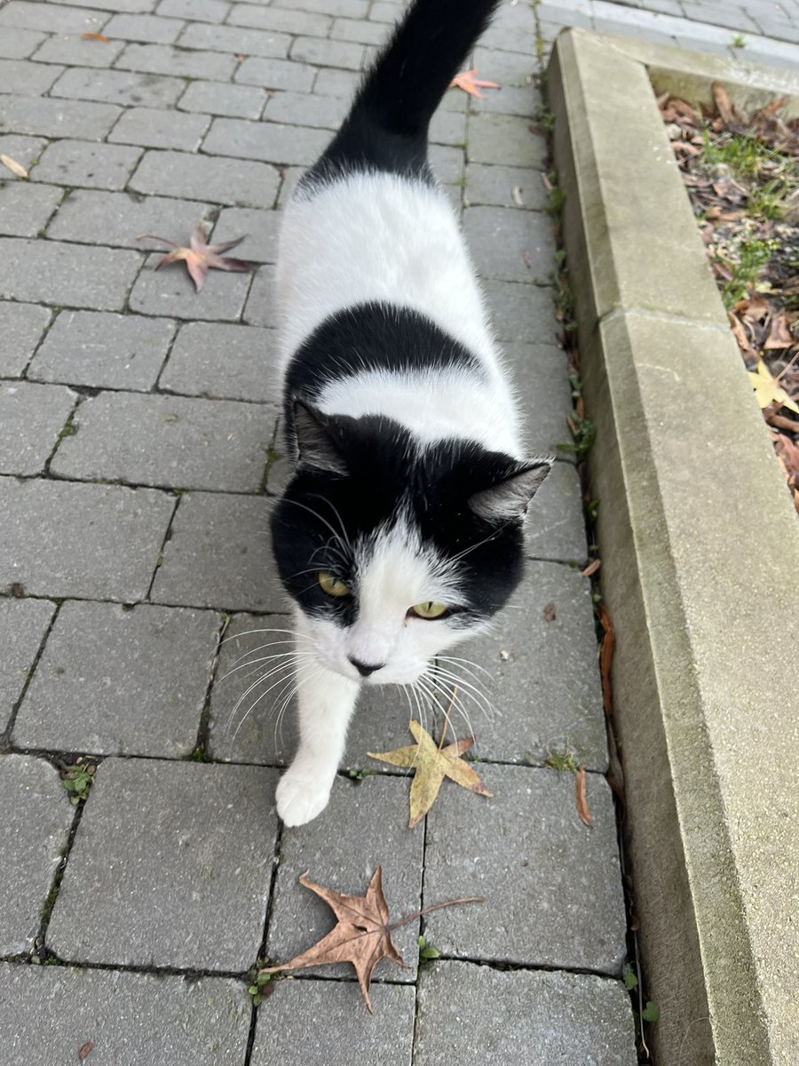 r_glimpses's tweet photo. Po Pracy
Mizianko było.
#catsOfBelgium https://t.co/xh6Gt3CFYl