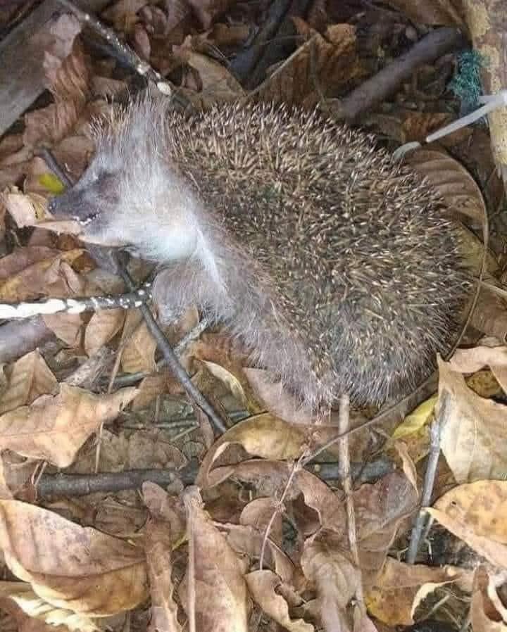 #DİKKAT Bahçenizde çevrenizde ölmüş gibi yatan kirpi görürseniz ölmüş deyip alıp çöpe atmayın veya gömmeyin. Kasım'dan Mart'a kadar kış uykusuna yatan kirpi olabilir.

🦔 Güvende kalmak için genellikle çukur kazarlar, ancak yeşil bitki örtümüz, çalılarımız veya ormanlarımız