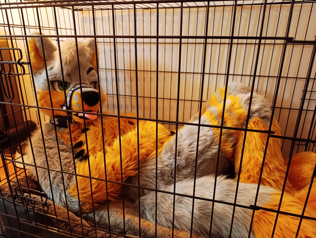 SpaceCaninae's tweet photo. Can't do the time? Don't do the crime...
#FursuitFriday 🔒🦊 https://t.co/mqTizcf61j