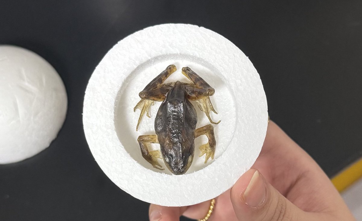 bellesarh's tweet image. CT😴