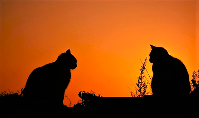 evasurga's tweet image. WELCOME TO THE SOCIETY OF THE CAT PEOPLE FOUNDED 886 CS • SET PAGE IN 'TWEETS WITH REPLIES' MODE TO VIEW ALL TWEETS