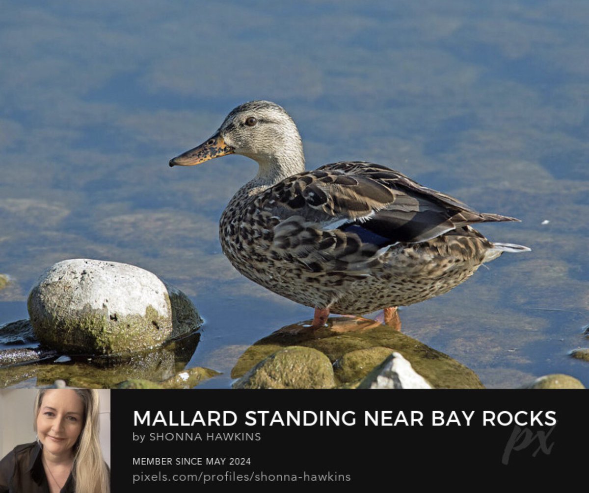 shonna99784's tweet image. Mallard Standing Near Bay Rocks shonna-hawkins.pixels.com/featured/malla…

#Mallard #Standing #NearBayRocks #KempenfeltBay #ShonnaHawkinsPhotography #BuyIntoArt