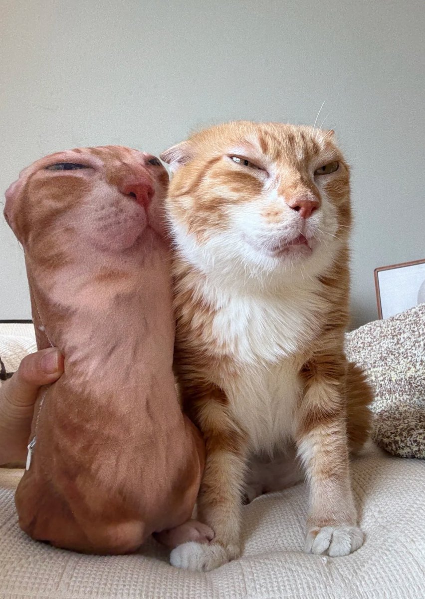 twaniimals's tweet image. 