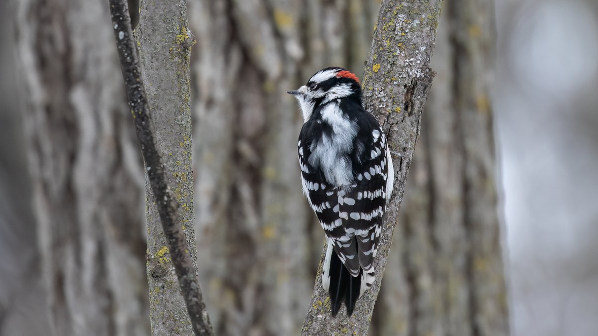 Environment Canada tweet media