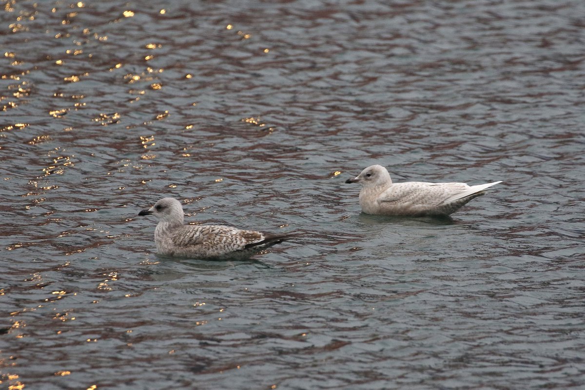 Adrian Kettle tweet media