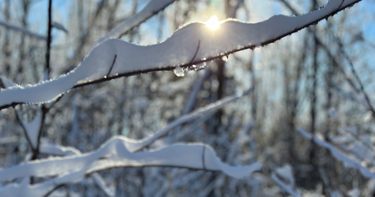 RVCFoundation's tweet image. Joy to the watershed! ❄️ This giving season, make spirits (&amp;amp; futures) bright with a donation to the RVCF. +95% of all donations go directly to on-the-ground projects like #treeplanting, land #conservation &amp;amp; #OutdoorEducation support. Learn more and donate: rvcf.ca