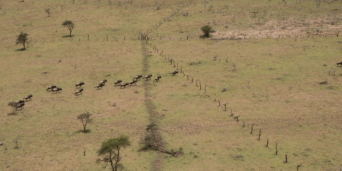 Global Initiative on Ungulate Migration tweet media