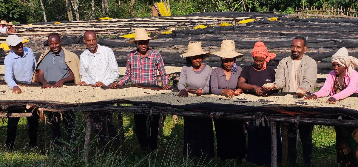 TesfayeHal1103's tweet photo. Witaate Coop &amp; Sorgaba Union are elevating Ethiopian coffee with Dimitra Agri-Tech—enhancing EUDR compliance, sustainability, traceability, and quality through GPS mapping 🇪🇹✨☕
#EthiopianCoffee #SorgabaUnion #SustainableCoffee #DimitraAgriTech #FromSeedToCup $DMTR https://t.co/eUbyNzXAKz