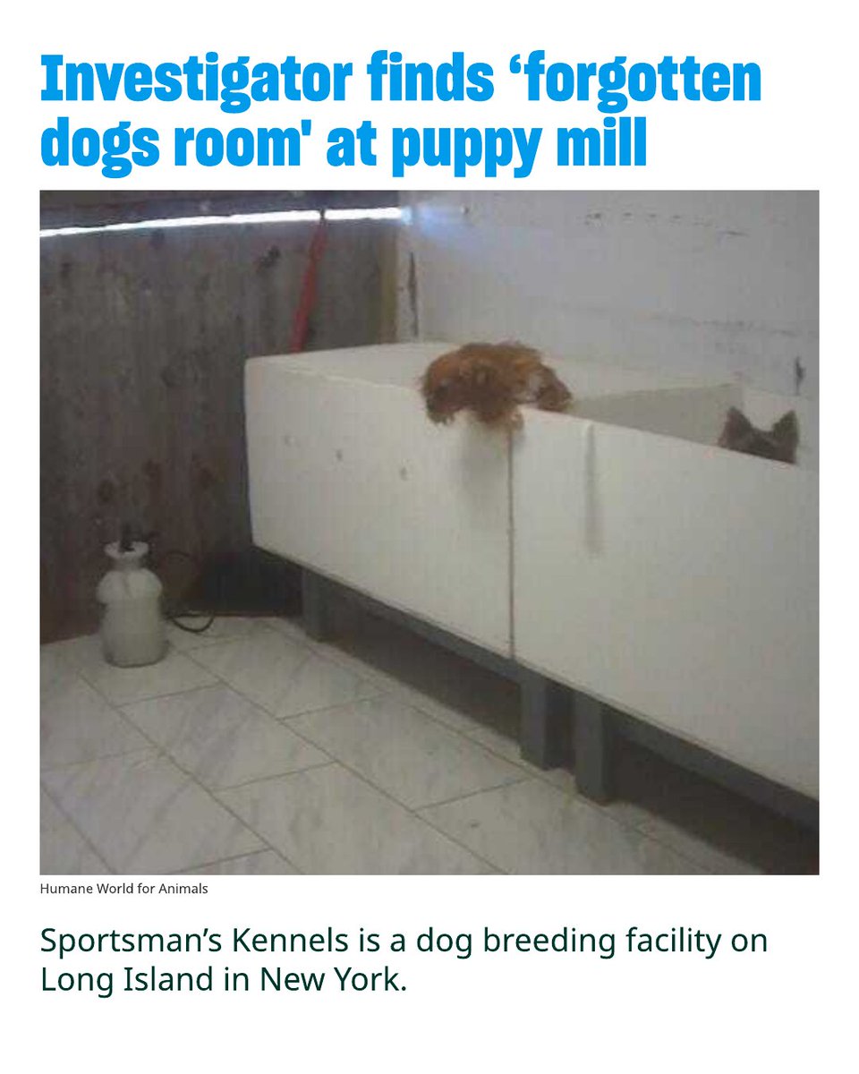 humaneworldorg's tweet photo. Sportsman’s Kennels is a dog breeding facility on Long Island in New York. This Suffolk County breeder, which boasts its connection to the American Kennel Club (“breeding AKC pups since 1962”), has appeared in Humane World for Animals’ annual Horrible Hundred report on known puppy mills five different times based on violations listed in state inspection reports. Earning this “distinction” five times is more than reason enough to never purchase a puppy from them or anyone on the list. https://t.co/rqFCleYyqY