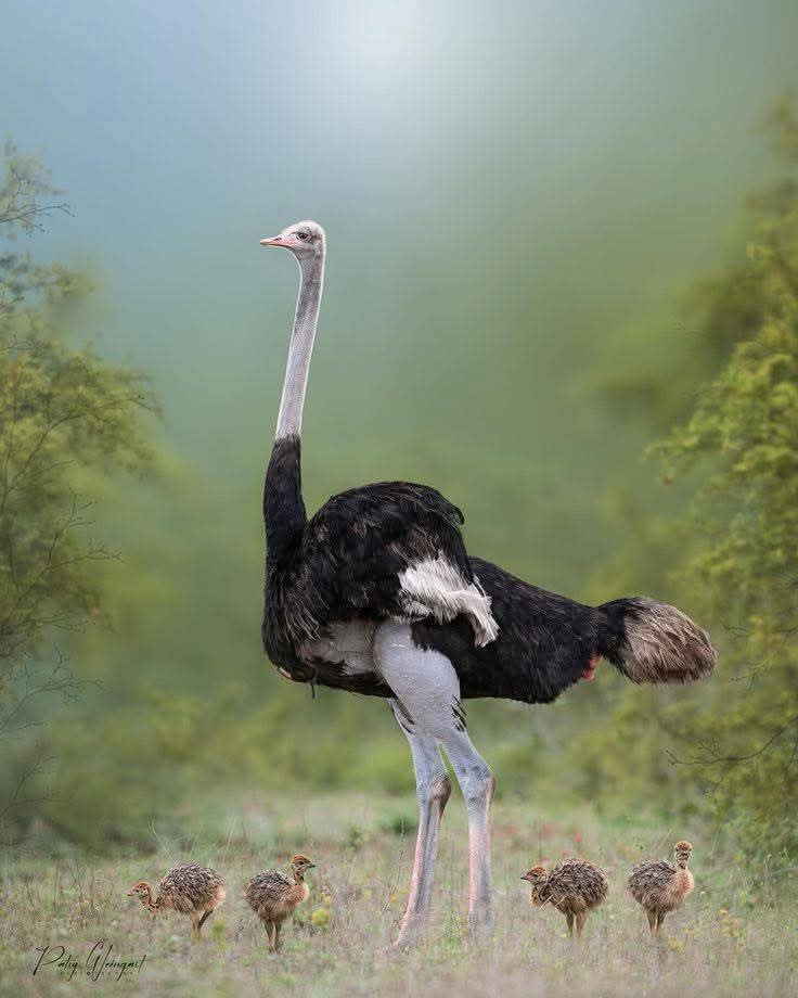 Stantani Abdessadeq. casa (@stantanissadeq) on Twitter photo 