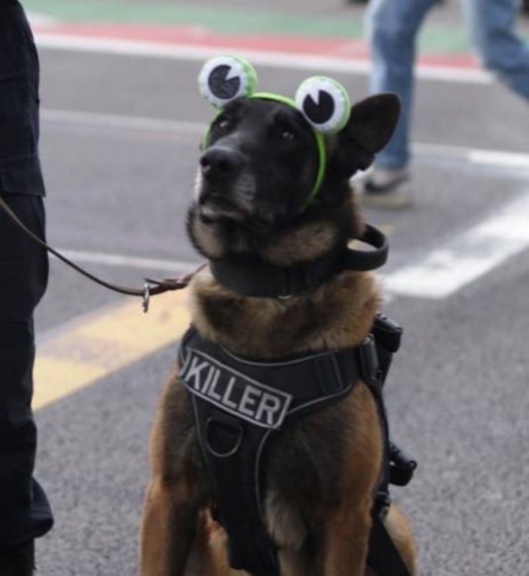 Indie5051's tweet image. Ayer durante el concierto de Bad Bunny en CDMX 🇲🇽, el oficial “Killer”, estuvo haciendo labores de supervisión y protección para garantizar la seguridad de las y los asistentes al evento.