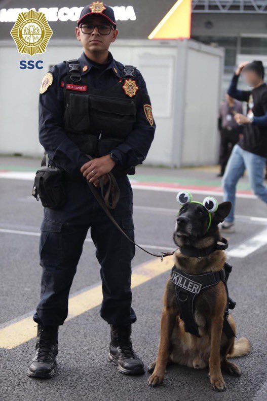 Indie5051's tweet image. Ayer durante el concierto de Bad Bunny en CDMX 🇲🇽, el oficial “Killer”, estuvo haciendo labores de supervisión y protección para garantizar la seguridad de las y los asistentes al evento.