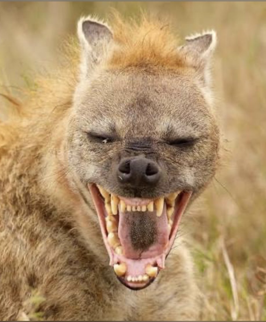 fogna_la's tweet photo. Secondo #Aristotele è una creatura brutta e codarda;
nel #Fisiologo è descritta come
"ermafrodita tombarola";
per #JaneGoodall è un "pagliaccio nato":
no, non #Rutte...la #jena😎 https://t.co/TWH2pfROoq