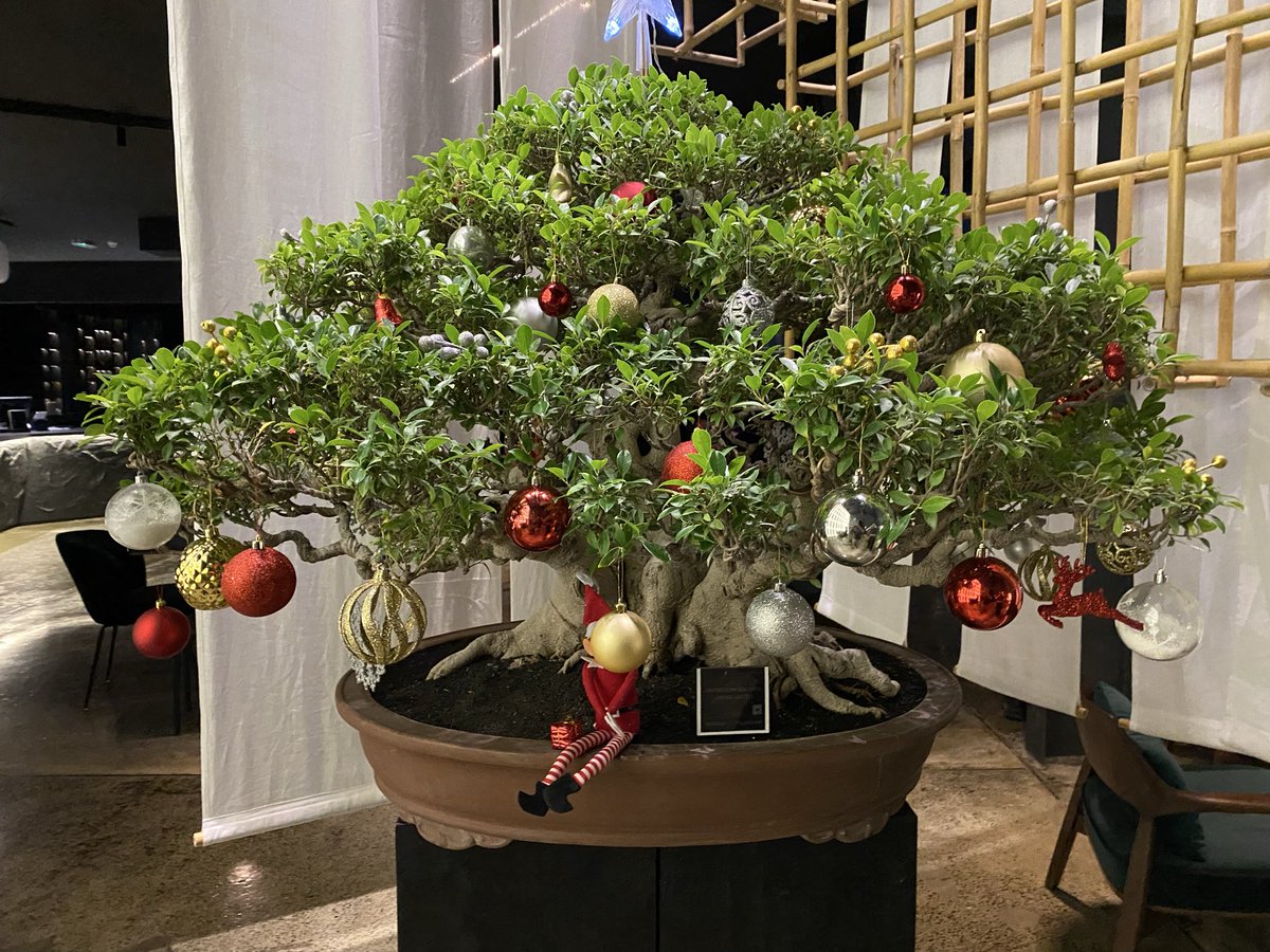 thegitcoder's tweet image. 250 Years old 🇯🇵