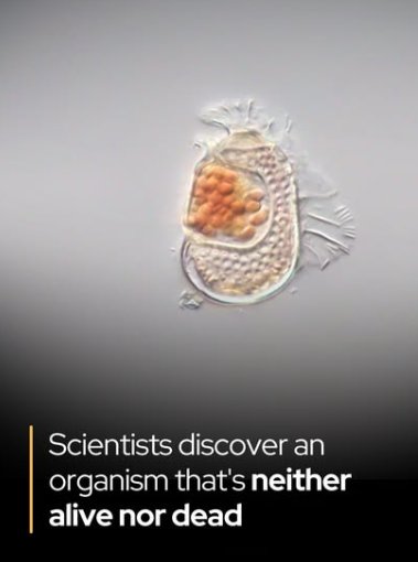 ParveenYograj's tweet photo. 🔬 𝗦𝘂𝗸𝘂𝗻𝗮𝗮𝗿𝗰𝗵𝗮𝗲𝘂𝗺 𝗺𝗶𝗿𝗮𝗯𝗶𝗹𝗲: 𝗧𝗵𝗲 𝗠𝗶𝗰𝗿𝗼𝗯𝗲 𝗧𝗵𝗮𝘁 𝗟𝗶𝘃𝗲𝘀 𝗕𝗲𝘁𝘄𝗲𝗲𝗻 𝗟𝗶𝗳𝗲 𝗮𝗻𝗱 “𝗡𝗼𝘁-𝗟𝗶𝗳𝗲” -A newly discovered organism, Sukunaarchaeum mirabile, is forcing scientists to rethink one of biology’s oldest questions: What does it truly mean to be alive? Named after Sukuna—a tiny Japanese deity associated with duality—this microbe embodies paradoxes at every level. It does not behave like a typical cell, nor does it fit the framework of a virus. Instead, it occupies an eerie biological twilight zone, challenging modern definitions of life. The discovery emerged when Canadian and Japanese researchers analysed #DNA from marine plankton. Amid the complex genetic soup, they uncovered an unprecedented sequence. Further decoding revealed that this organism belongs to Archaea, one of Earth’s most ancient domains of life, thought to be the evolutionary ancestors of all complex organisms. Yet S. mirabile defies the expectations of its own lineage. Much like viruses, it depends almost entirely on its host for metabolic functions. It has shed nearly all non-essential genes, preserving only the bare minimum needed for replication. Its genome—so reduced, so shockingly minimalist—suggests an organism that has honed existence down to a single purpose: to reproduce, outsourcing energy production, metabolism, and physiological processes to its host.
This extreme reduction places #Sukunaarchaeum in an uncharted category. It is not a virus, because it possesses cellular characteristics. Yet it is not a fully autonomous cell, because it cannot survive independently. Instead, it lives in a biological grey zone, blurring boundaries between organisms and viral particles, between independence and dependence, between life and the threshold beyond it. The research, published as “A cellular entity retaining only its replicative core” (bioRxiv, 2025), reveals a hidden branch of archaeal life that may reshape our understanding of early evolution. Sukunaarchaeum mirabile reminds us that life is not a closed definition but a spectrum—and somewhere in the deep sea, a tiny deity-named microbe is rewriting the rules.
#Biology #Science.   #microbialspecies