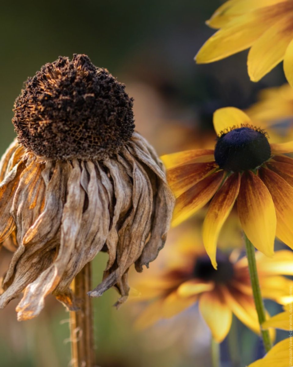 La naturaleza está enviando señales claras: más de 1 millón de especies están en riesgo.
Pero aún podemos cambiar el rumbo.
Como dijo <a href="/antonioguterres/">António Guterres</a>:
“Debemos poner fin a esta guerra contra la naturaleza”.

Las soluciones empiezan en lo cotidiano: consumir con conciencia,