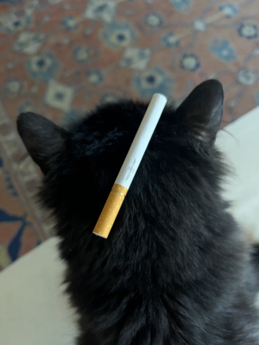 Cig on head