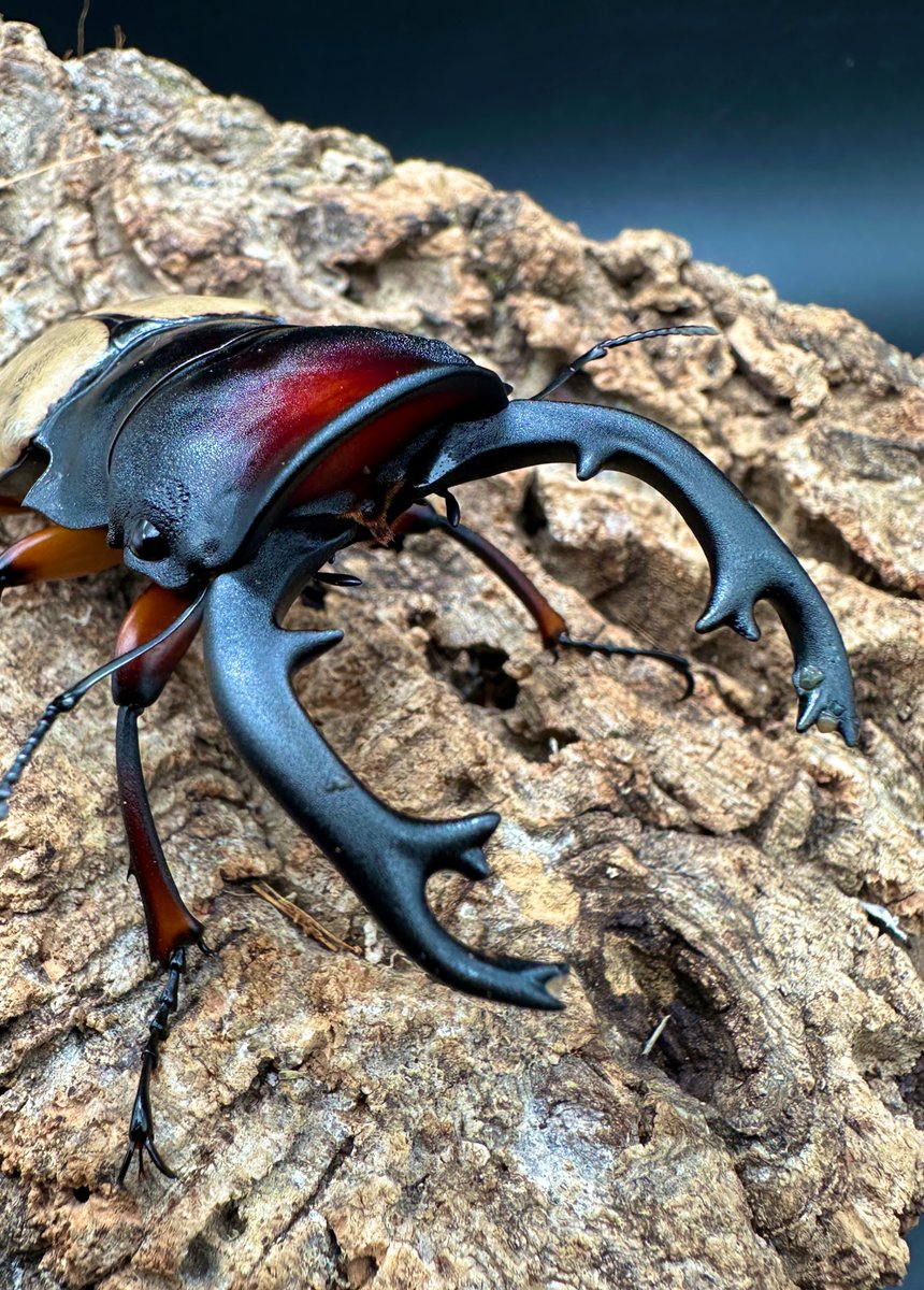 カブクワオタク かぶぶくわわ (@mushi_lowkun) / Posts / X