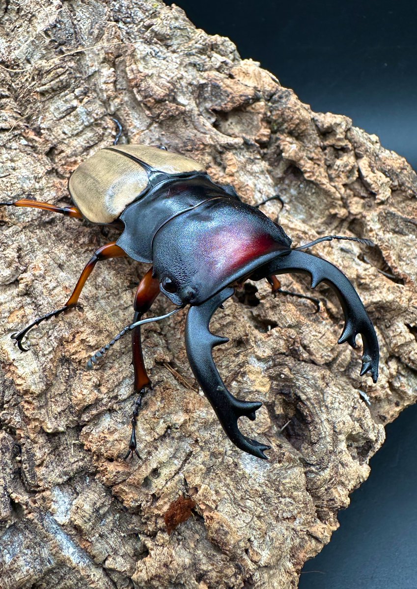 【ボルネオ便】フェモラリスツヤクワガタ（waterstradit）WD成虫♀単品⑧ くわかぶプラネット &frasl; WD特大フェモラリスツヤクワガタ