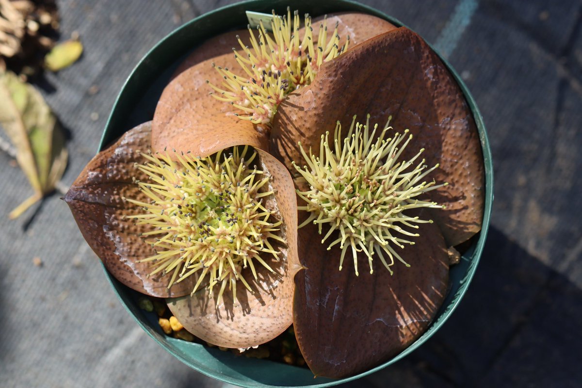 大木ナーサリー　ノスタルジアdd6号充実株！ 大木ナーサリー ノスタルジアdd6号充実株！