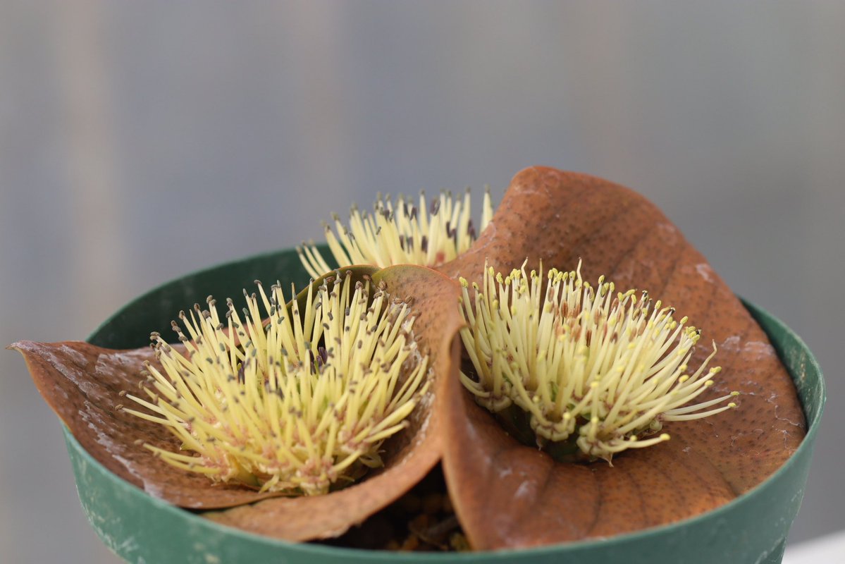 ohgi_nursery (@OhgiNursery) / Posts / X