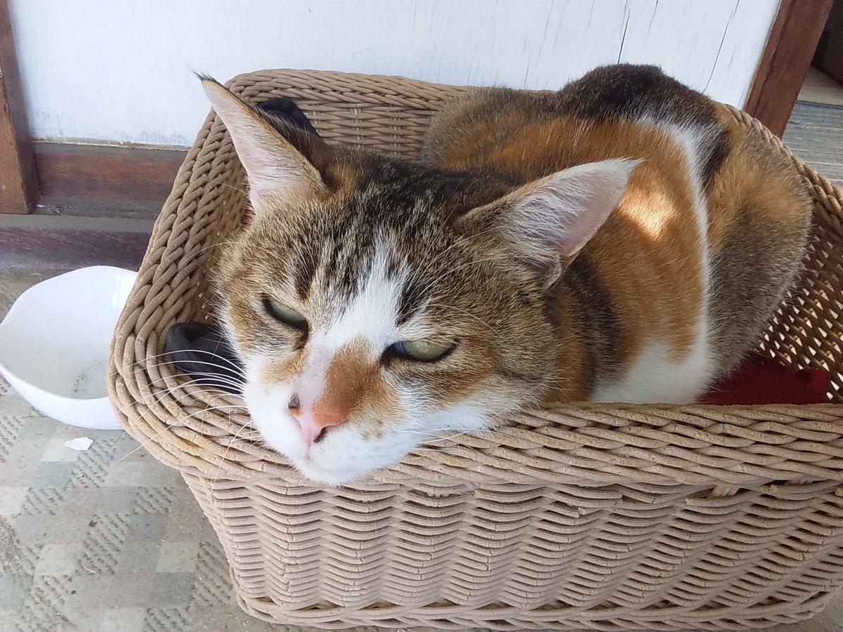 ネコ好きかよちゃん かごから顔を出してドアップの麒麟ちゃん(猫)🐱 おはようにゃん🐈 今日