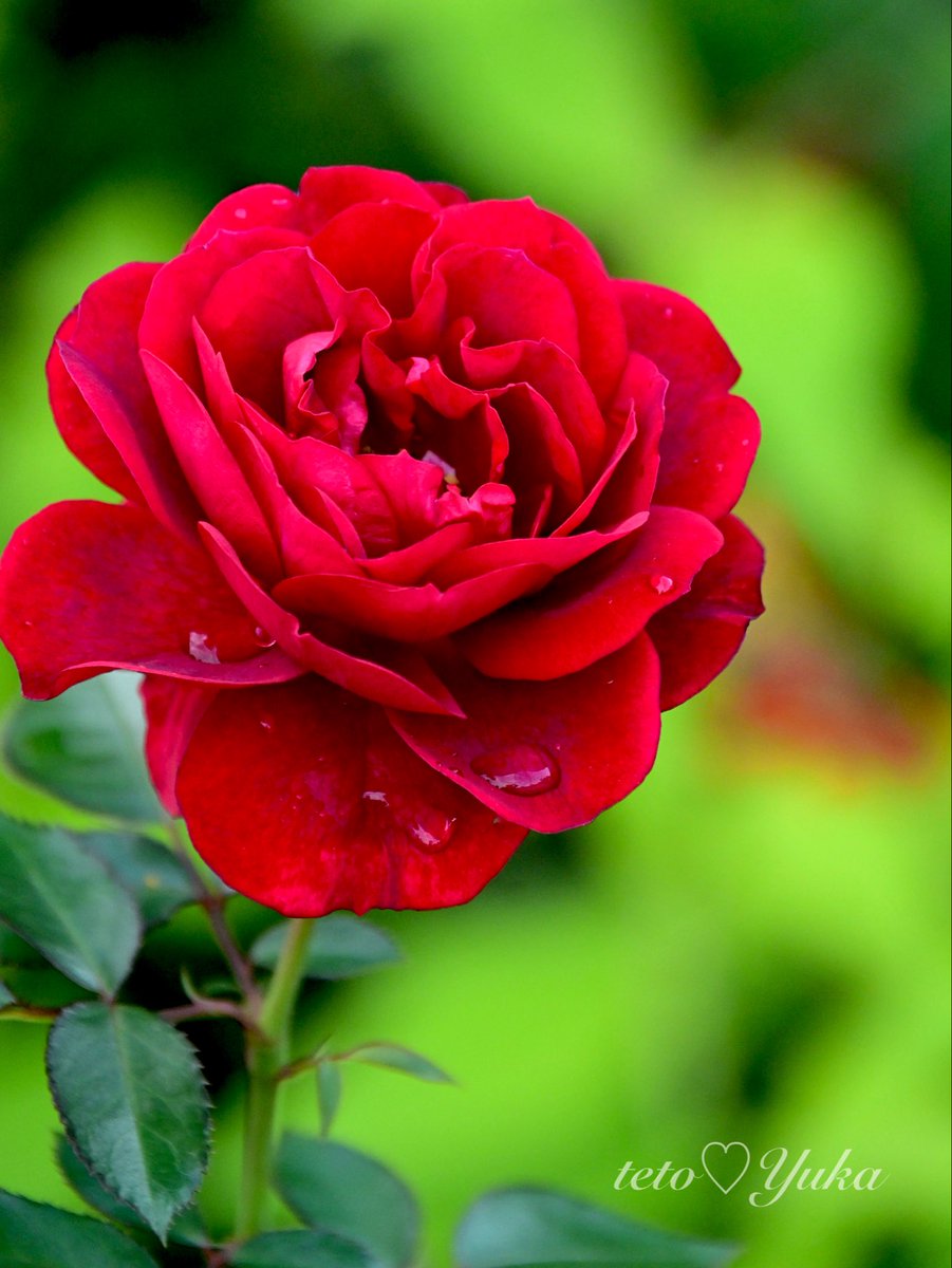 めぐ｜写真 (@TwinsMeg11) / Posts / X