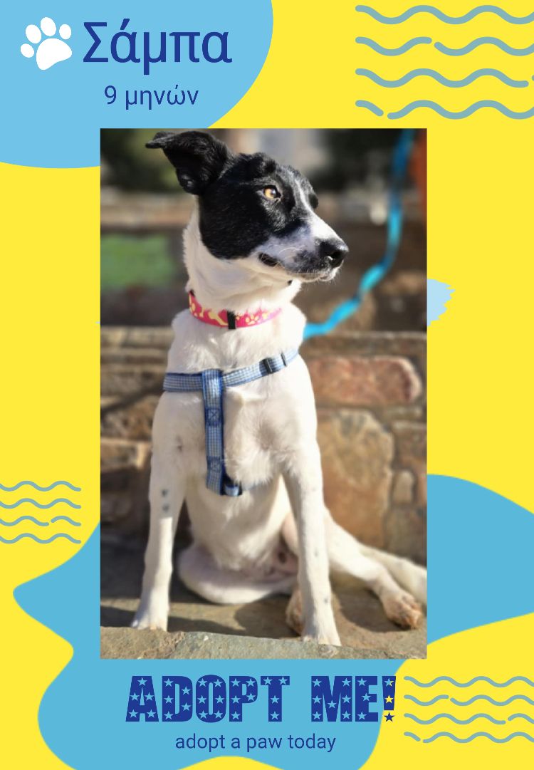 ΜΙΑ ΕΥΚΑΙΡΙΑ ΚΑΙ ΓΙΑ ΜΕΝΑ; Η Σάμπα αναζητά οικογένεια 
press4dogs.blogspot.com/2025/12/blog-p…
#AdoptAFamilyAtXmas #AdoptDontShop #Adopt