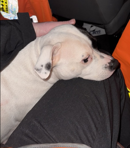 Tyne and Wear Metro tweet media