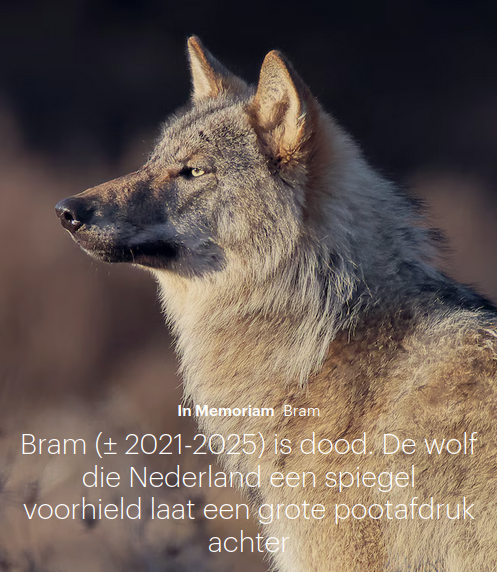 GEvanlagen's tweet image. Wolf #Bram was een #migrant van de tweede generatie. Hij hoorde er zelf nooit écht bij.
