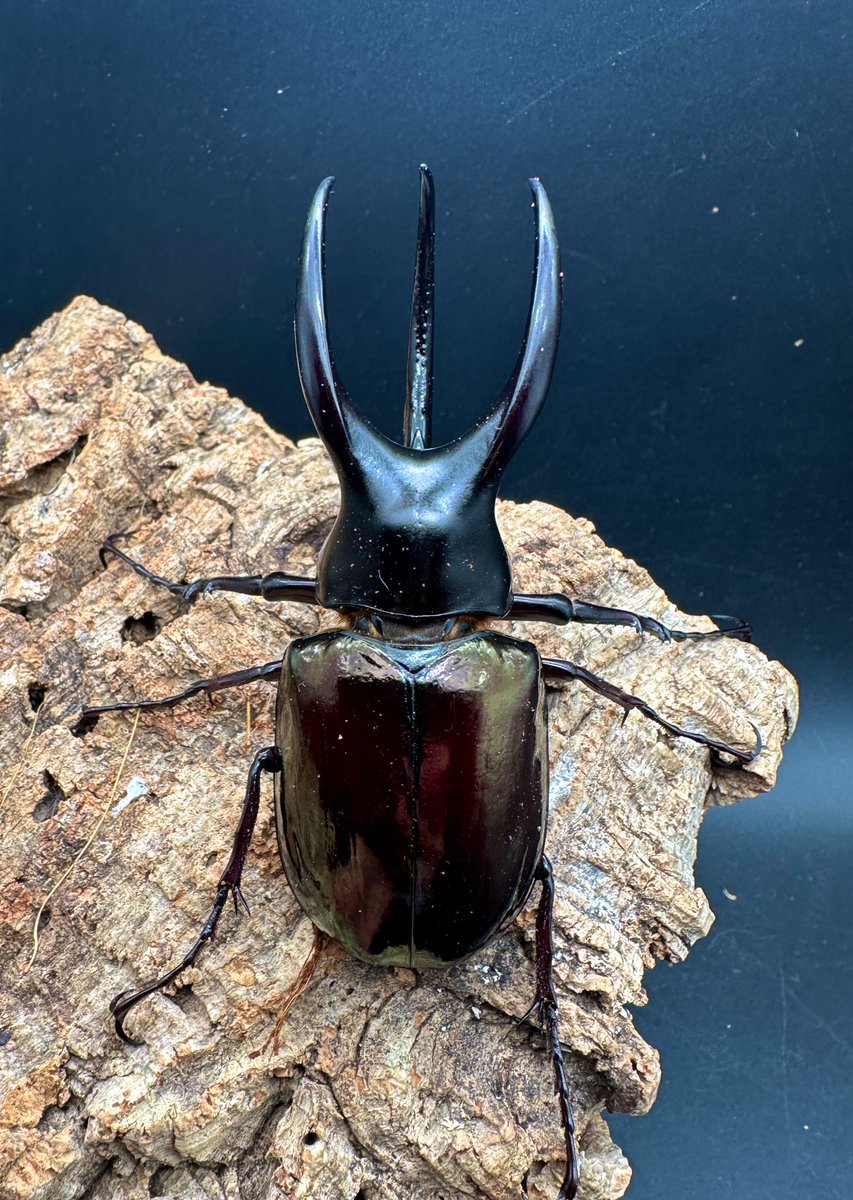 かぶぶくわわ (@mushi_lowkun) / Posts / X