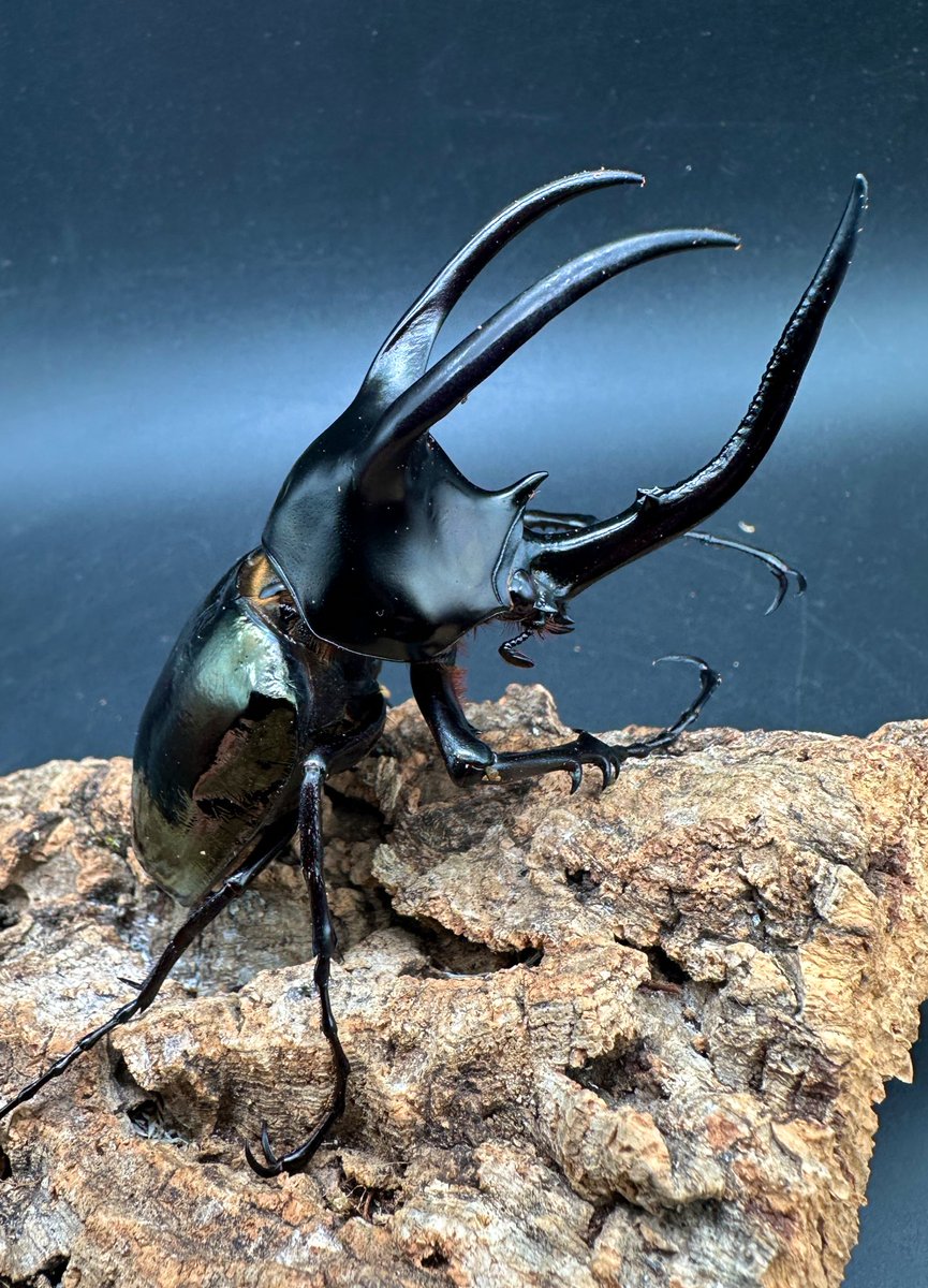 モーレンカンプオオカブト ♂94ミリペアー・(カリマンタン)・WD・成虫