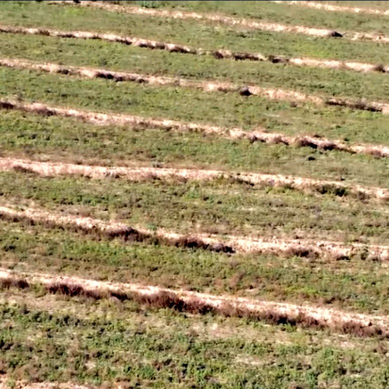 NOTICIÓN: La Fundación Sierra Minera desarrolla unos proyectazos de Agricultura Regenerativa que está desarrollando zanjas de infiltración, percolación o filtrantes.

¡Maravilloso!

Formas naturales de retener agua que harán mucho bien 

¡Sin Trasvase y sin pedir agua a nadie!