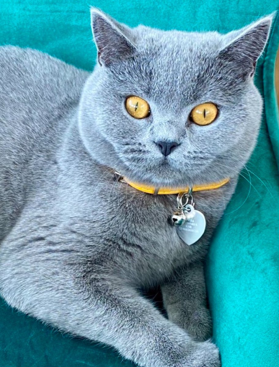 Susannah 💜💕 🤘📸🌼🥀🍝📝🌳 tweet media