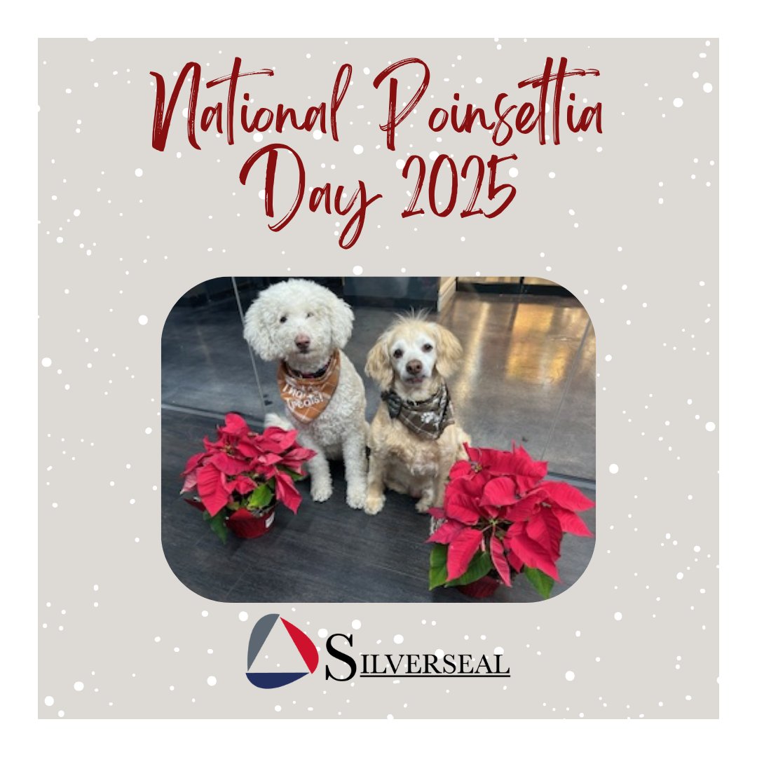 Today is #NationalPoinsettiaDay, a celebration of one of the most recognized holiday plants.  #Poinsettias #HolidayFlowers

#Silverseal #PrivateInvestigations #Security