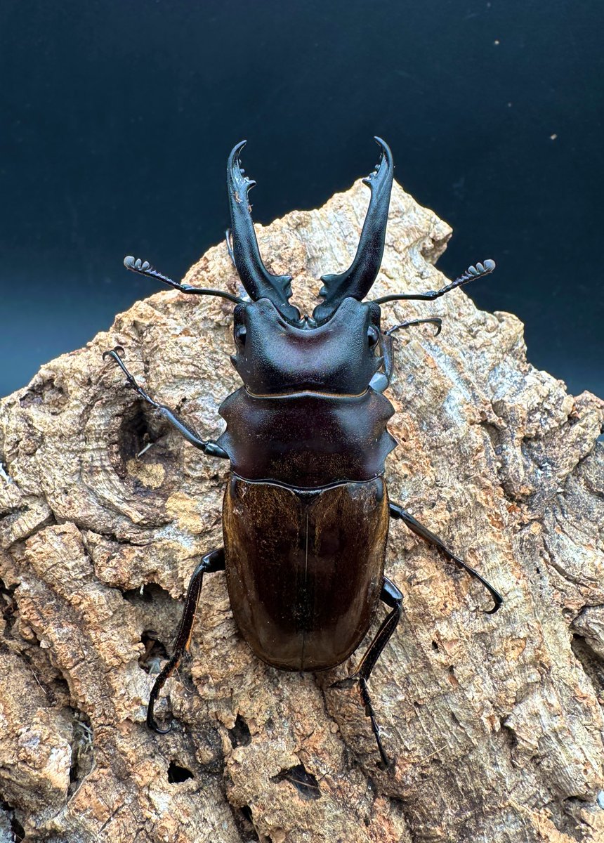 かぶぶくわわ (@mushi_lowkun) / Posts / X