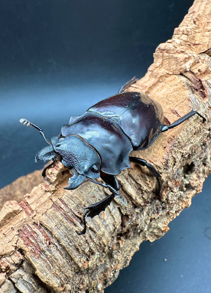 かぶぶくわわ (@mushi_lowkun) / Posts / X