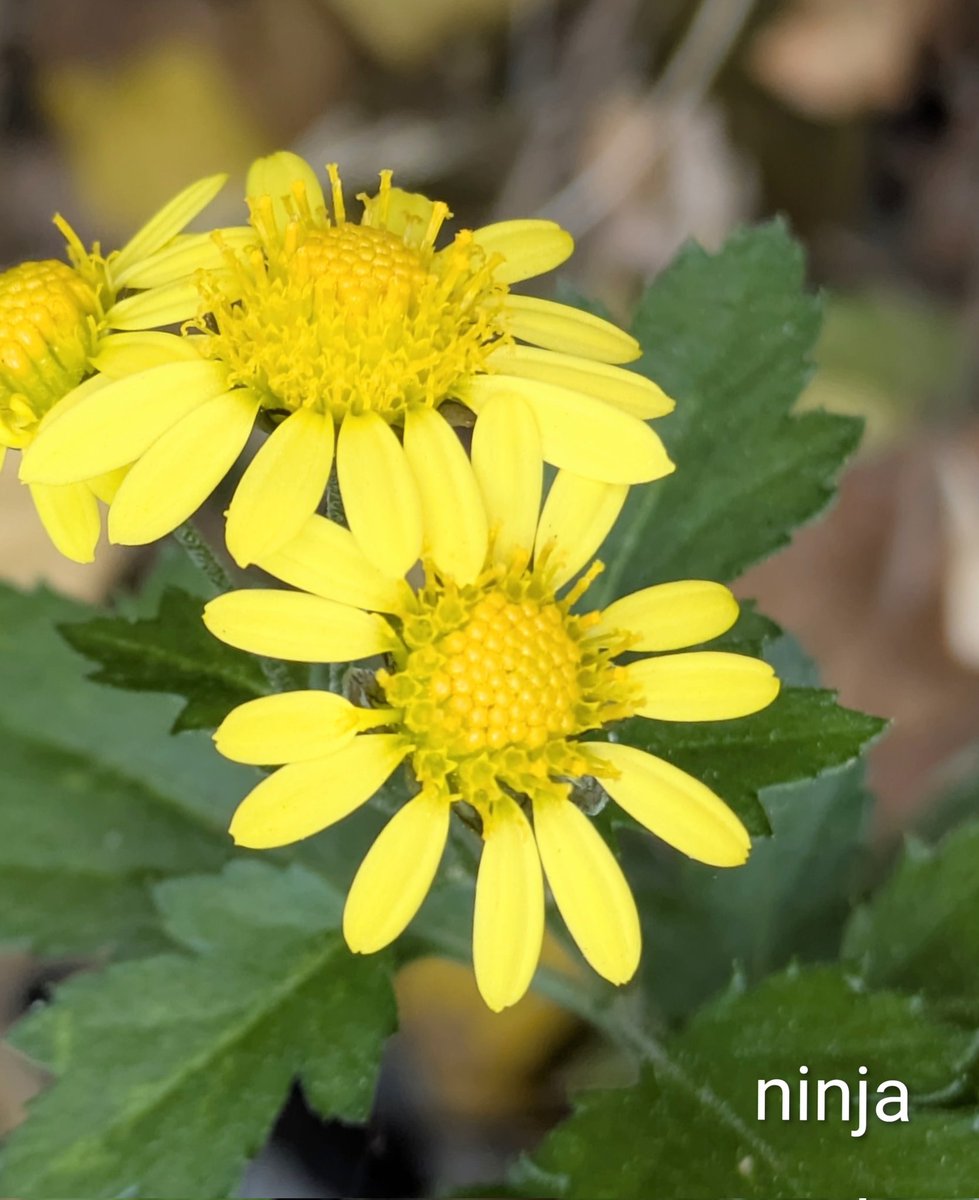 曽根っち (@aKYFTM3zEhfdUIO) / Posts / X