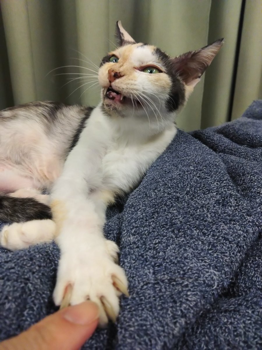 ミケちゃん (@ojm52811) / Posts / X