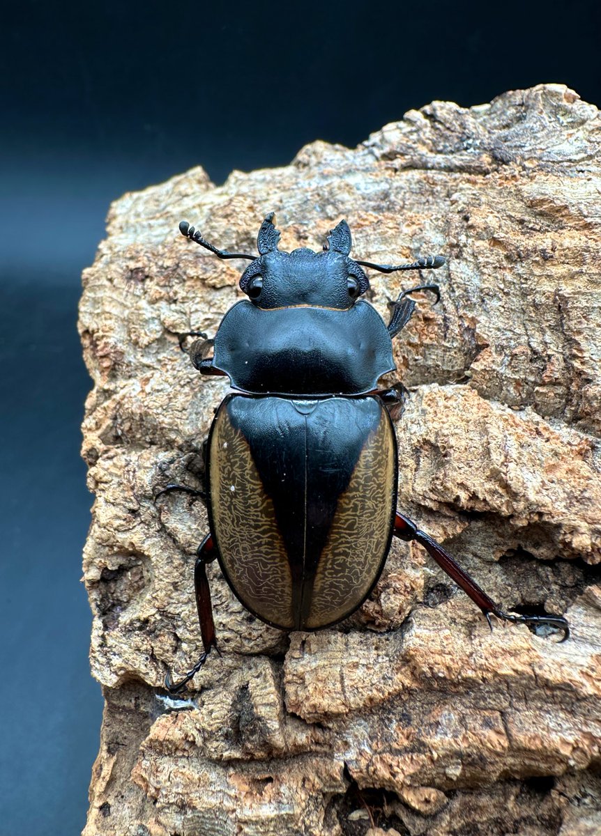 ※美麗良型(ボルネオ産)フェモラリスツヤクワガタ 12/12入荷ボルネオWild便】フェモラリスツヤ78ミリ中歯ペア | ドルクス